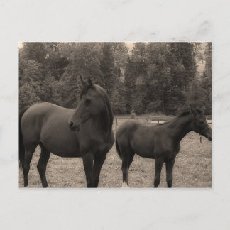 horse postcard