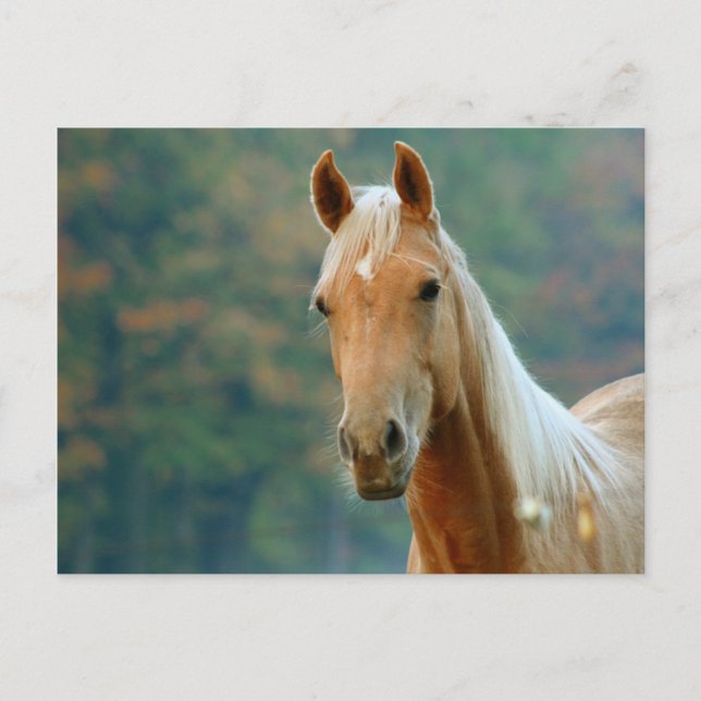 Horse Postcard (Front)