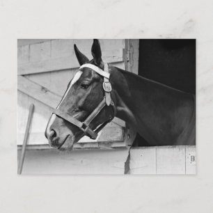 Horse Postcard