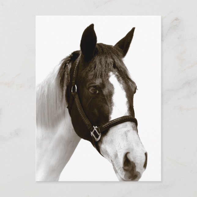 Horse Postcard (Front)