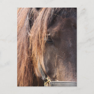 Horse postcard