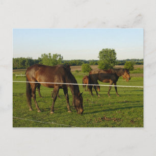 Horse Postcard