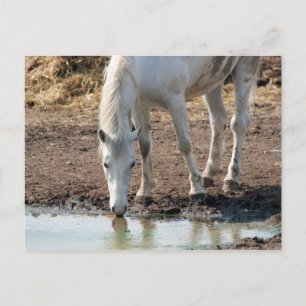 Horse Postcard