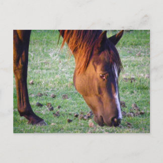 Horse Postcard