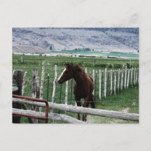 Horse Postcard