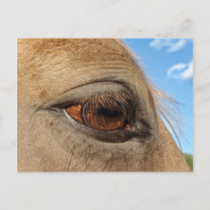 Horse postcard
