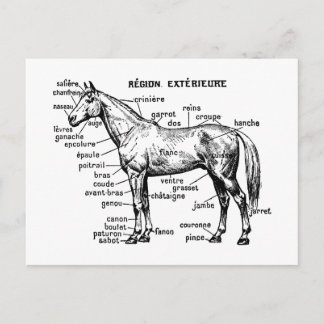 Horse Postcard