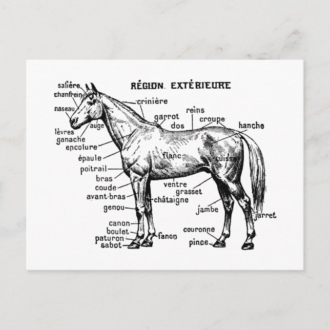 Horse Postcard (Front)