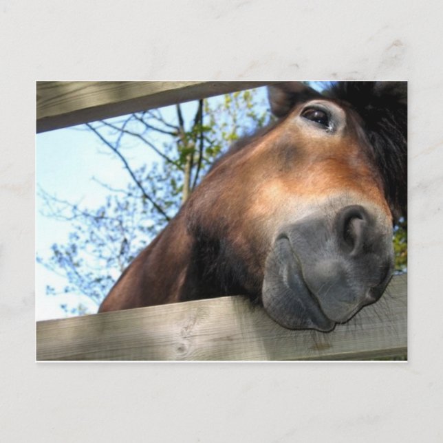 Horse Postcard (Front)