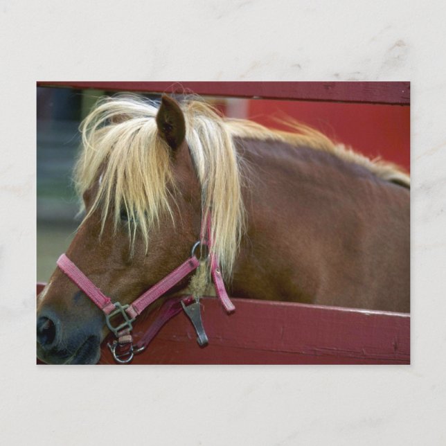 Horse Postcard (Front)