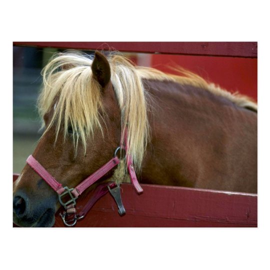 Horse Postcard