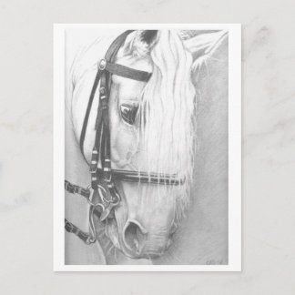 Horse postcard