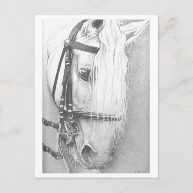 Horse postcard (Front)