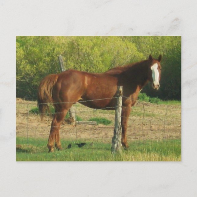 Horse Postcard (Front)