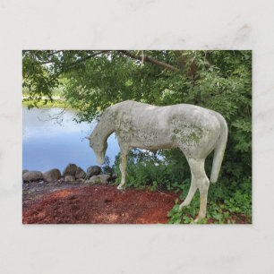 Horse Postcard