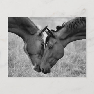 Horse Postcard