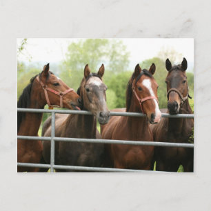 Horse Postcard