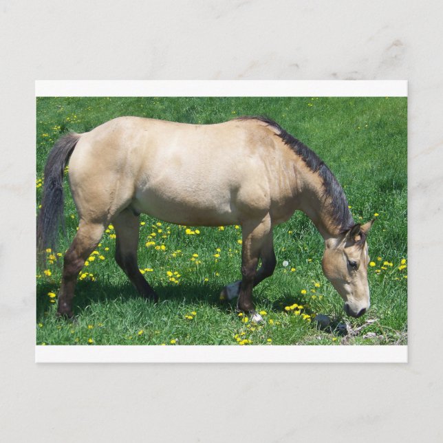 Horse Postcard (Front)