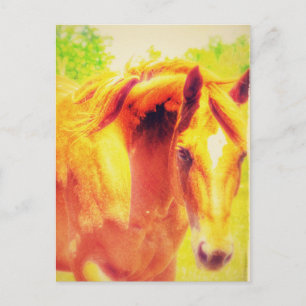 Horse Postcard