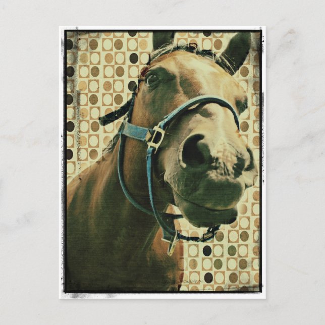 Horse Postcard (Front)