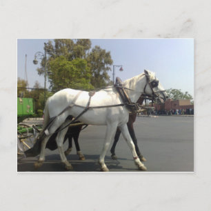 Horse Postcard