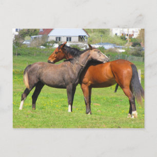 Horse postcard