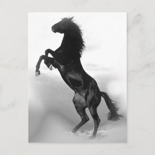 Horse Postcard