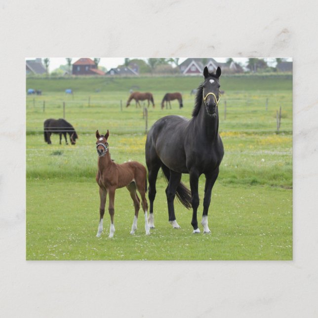 Horse postcard (Front)