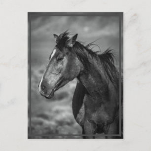 horse postcard