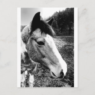 Horse Postcard