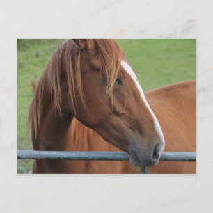 Horse postcard 1