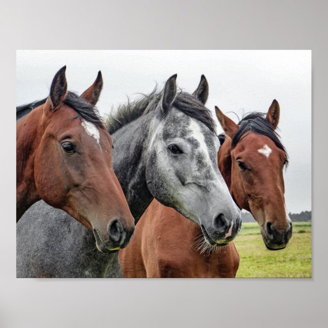 horse poster (Front)