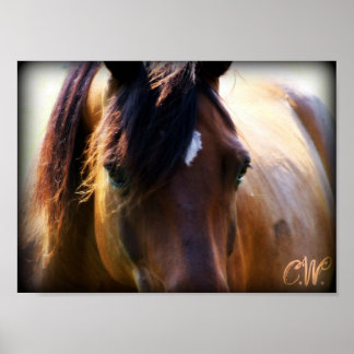 horse poster