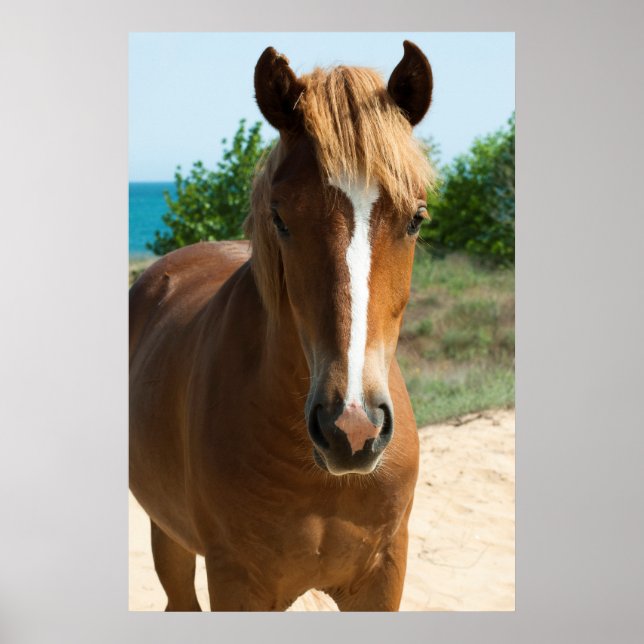 Horse Poster (Front)