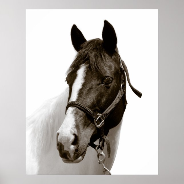 Horse Poster (Front)
