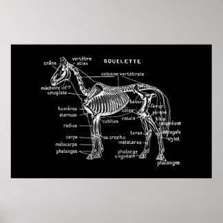 Horse Poster