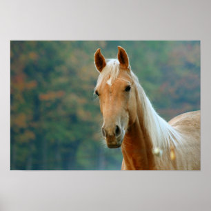 Horse Poster