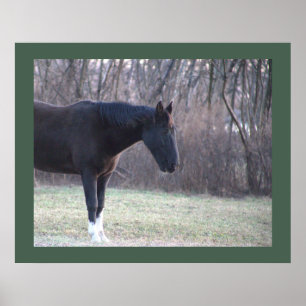 Horse Poster