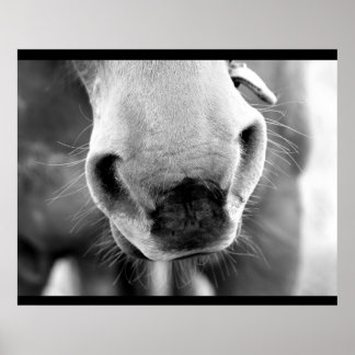 Horse Poster