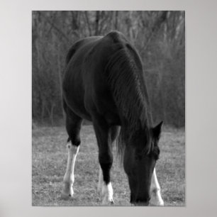 Horse Poster