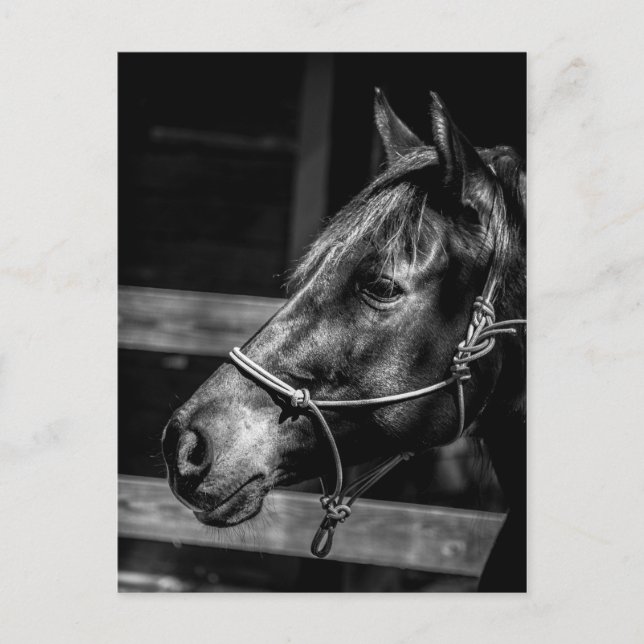 Horse Profile Postcard (Front)