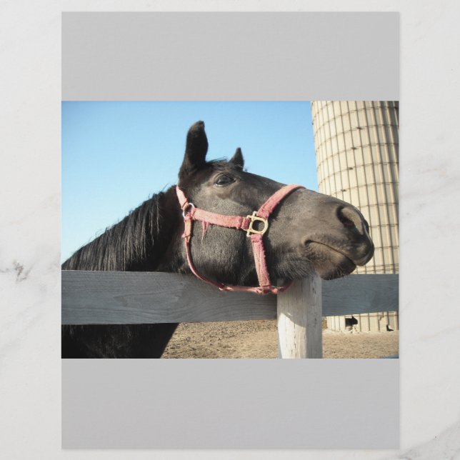 Horse/Ranch/Barn Flyer (Front)