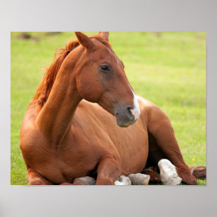 Horse Relaxing In Green Pastures Poster