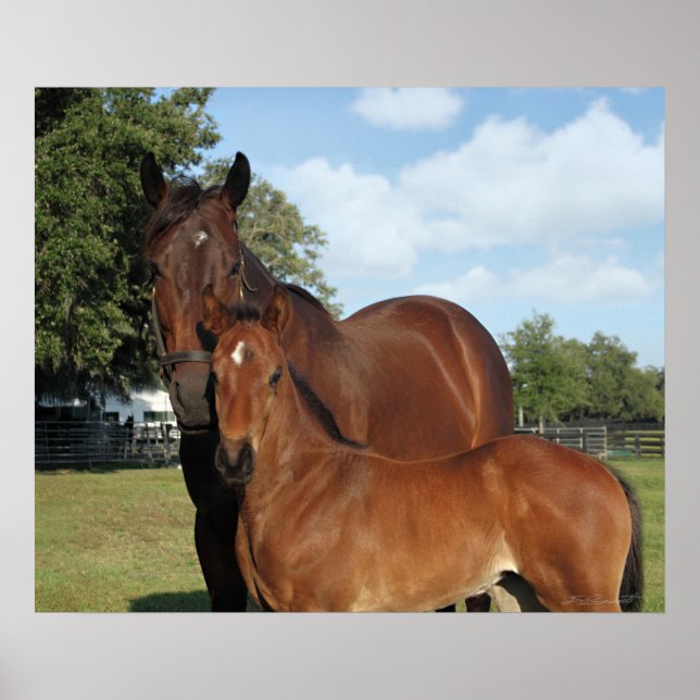 Horse Royale Print -24x20 -click for smaller (Front)