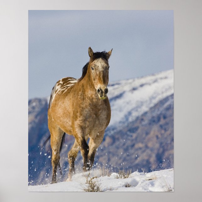 Horse Running in Snow 2 Poster (Front)