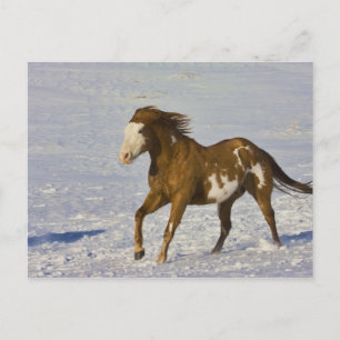 Horse Running in Snow Postcard