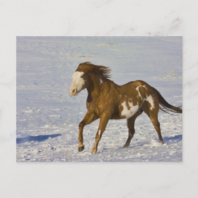 Horse Running in Snow Postcard (Front)