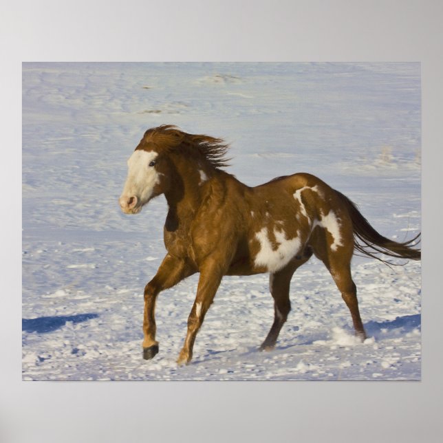 Horse Running in Snow Poster (Front)