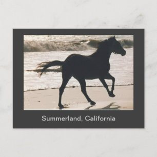 Horse Running on the Beach at Summerland, CA Postcard
