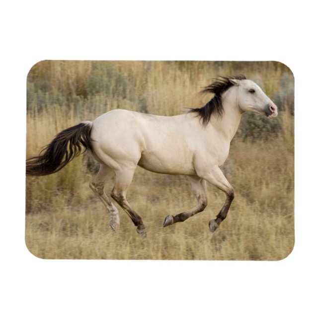 Horse Running Through Prairie Grass Magnet (Horizontal)